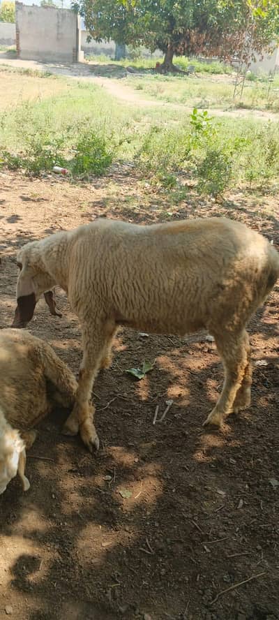 Goat/ Bakra/ Qurbani/