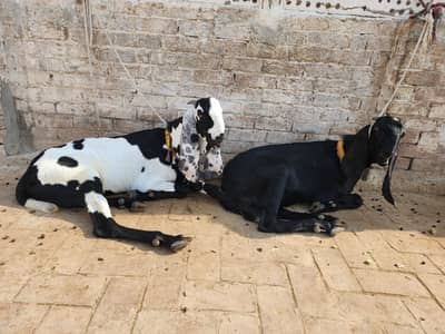 gar Kay tyar 2 bakry for sale
