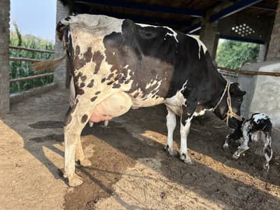 Frezian Cow With 24 litter Milking. Cow For Sale