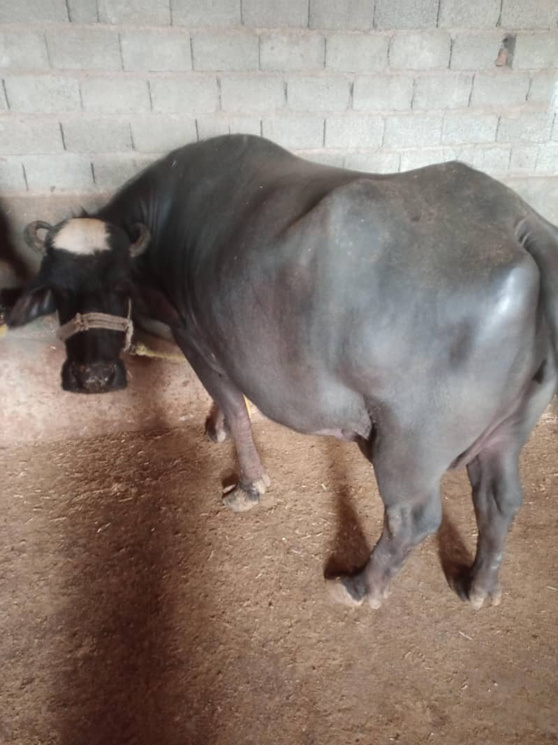 Buffalo/bhains 0