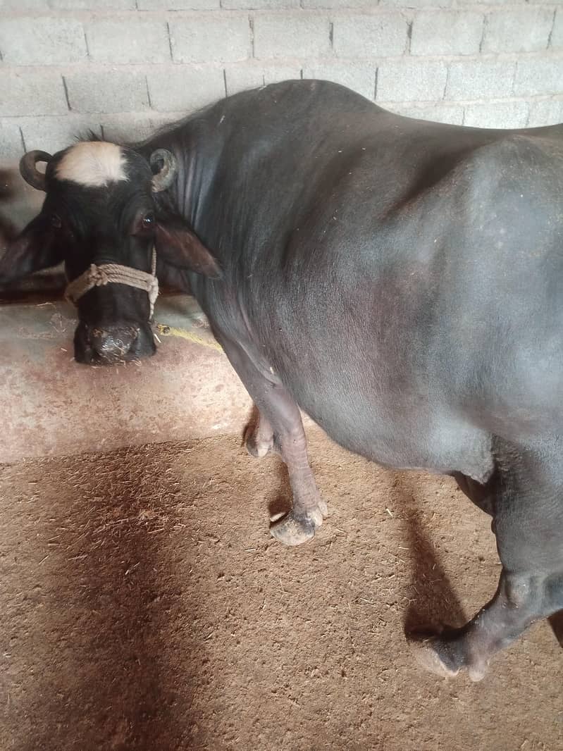 Buffalo/bhains 2