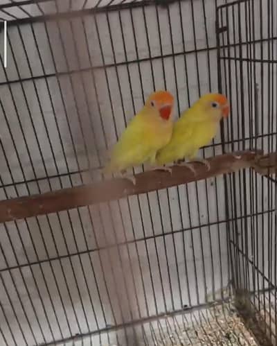 cremino breeder pair with chicks with dna