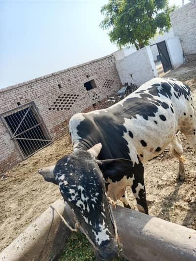 چینہ بچھڑا موبائل نمبر 03220600664