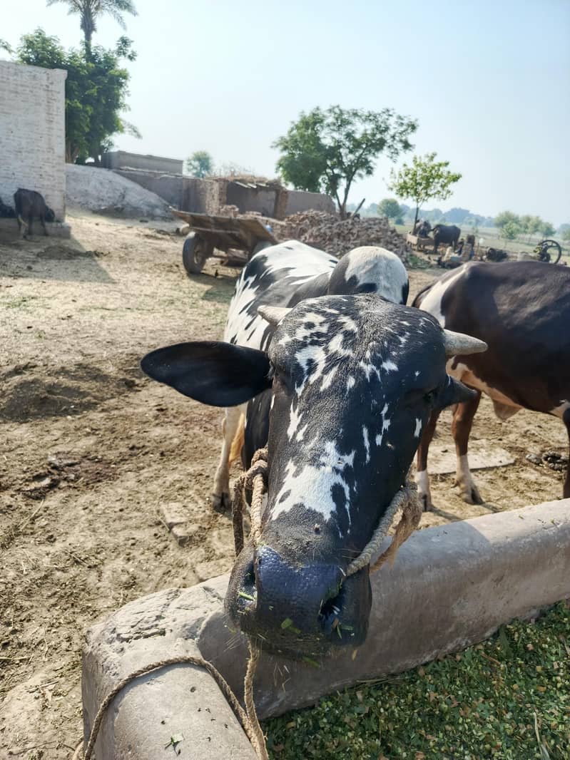 چینہ بچھڑا موبائل نمبر 03220600664 1
