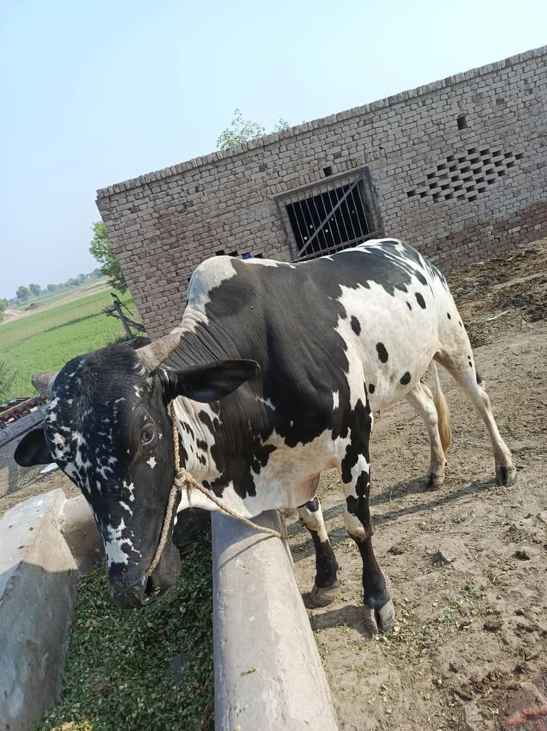 چینہ بچھڑا موبائل نمبر 03220600664 2
