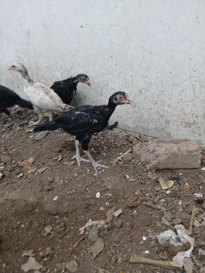 chicks for sale