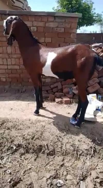 desi Bakra for sale 03405796364