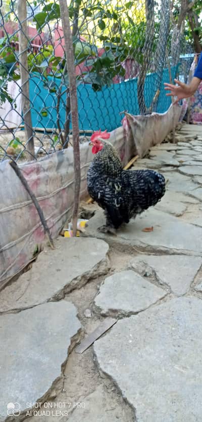 Bantam Male