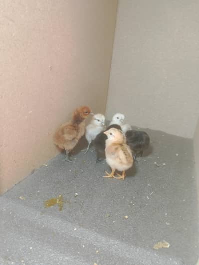 6 chicks of dragon breed