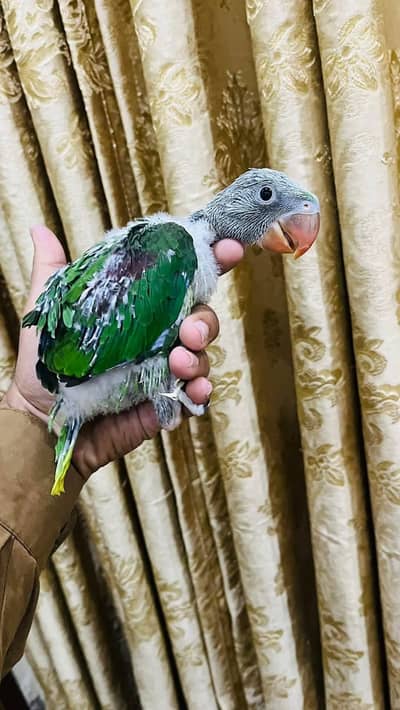Kashmiri Raw Alexandrine best age for handtame talking