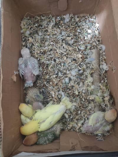 palefellow blue opline and other chicks