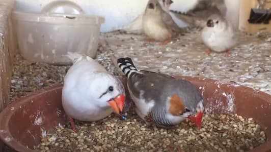 zebra finchis breeder  pair for sale