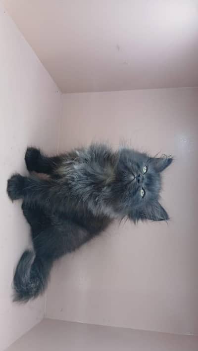 Persion kitten age 60 days . . Litter trained. . .