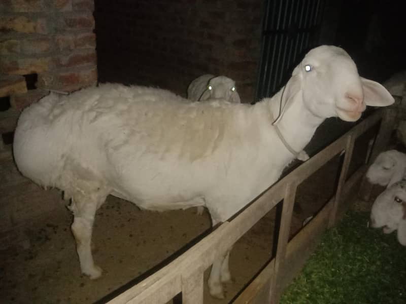 dumba 0