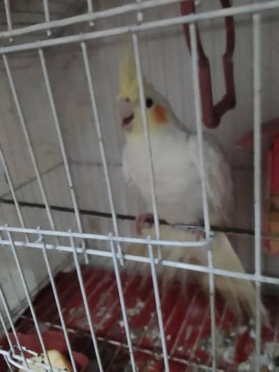 white cocktail black eye yellow head