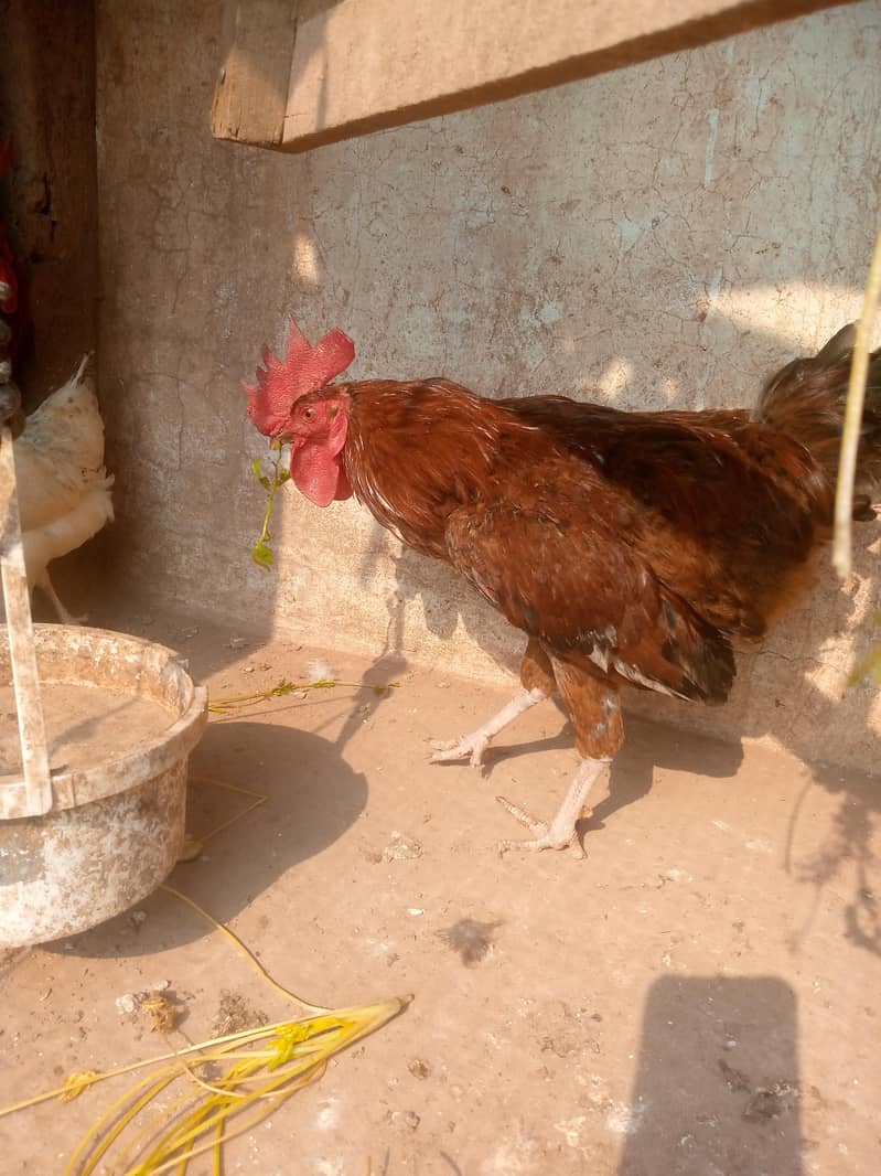 Desi murga 1
