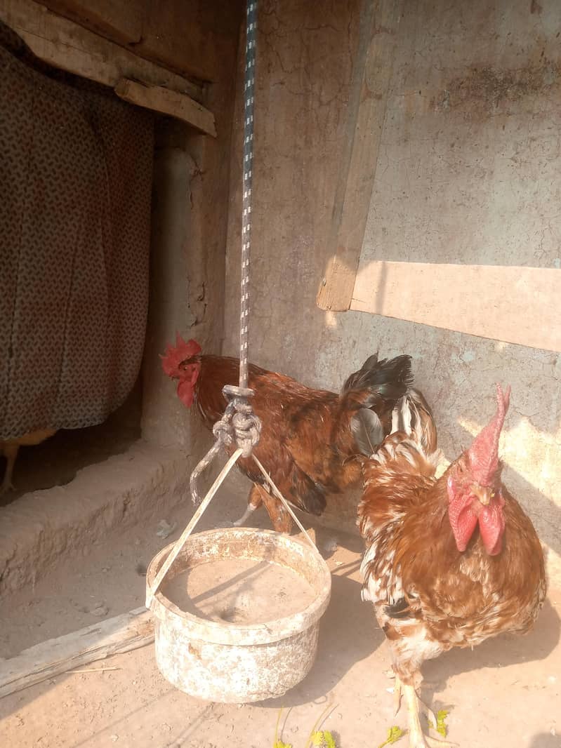 Desi murga 2