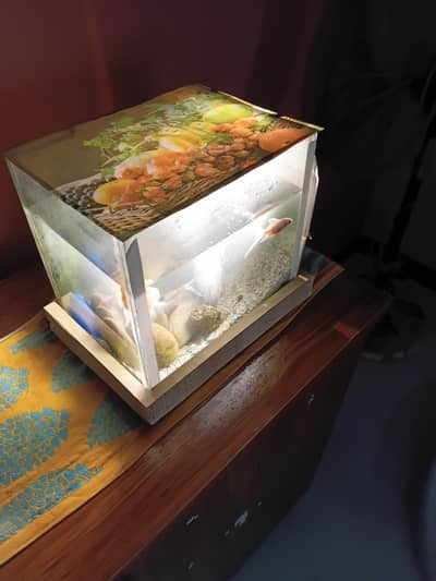 fish with aquarium for sale