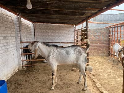Beautiful Bakry for qurbani