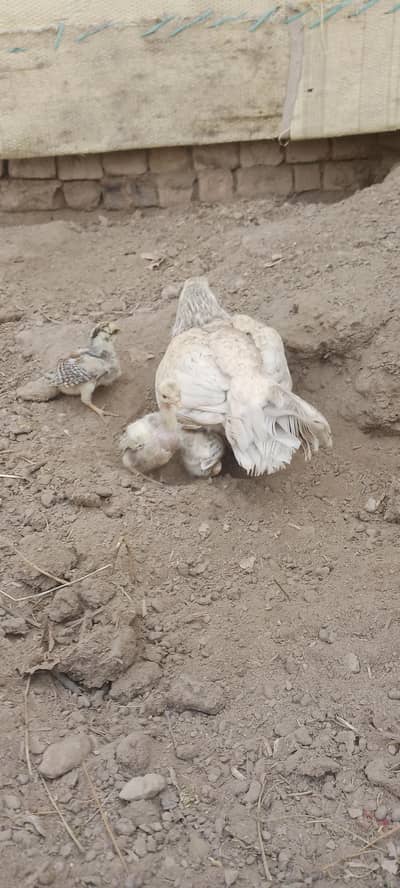 Aseel Chicks For Sale