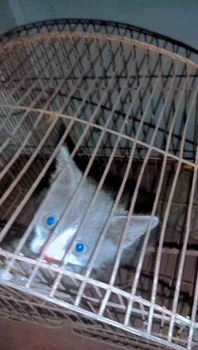 persion baby cat for sale 2 code