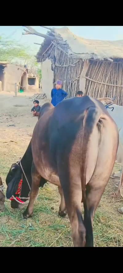 bachra bull jori 2