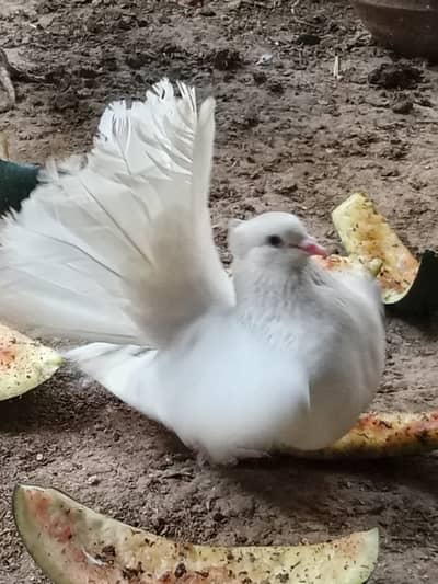 White fantails laka kabooter