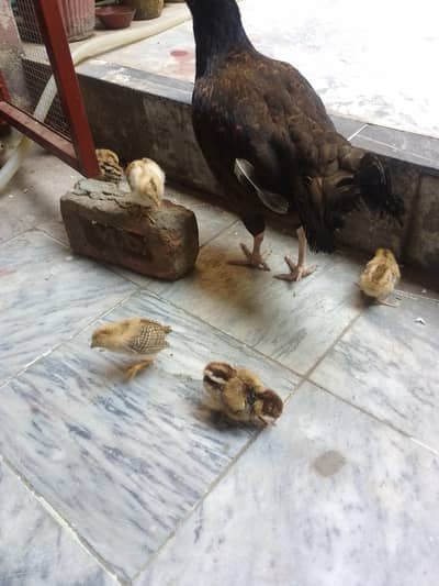 aseel chicks