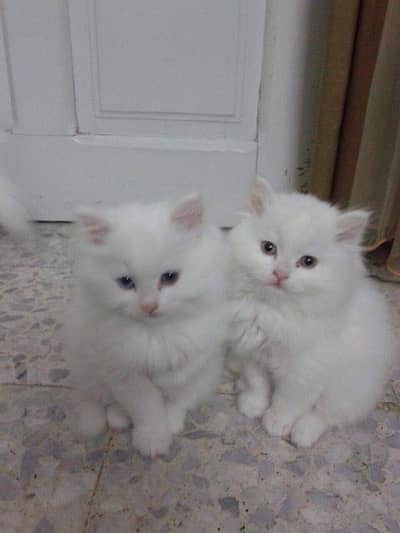 2 month  White Persian kittens samokieyes show quality doll face taddy