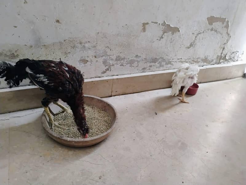 breading pair 8