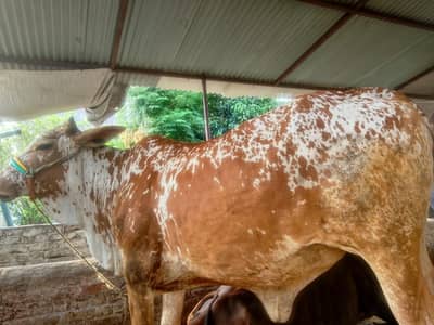 Qurbani 2026: VIP Quality Bachadi - Munasib Qeemat (wazan)4.5 man