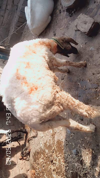 qurbani kay liya shandar janwar