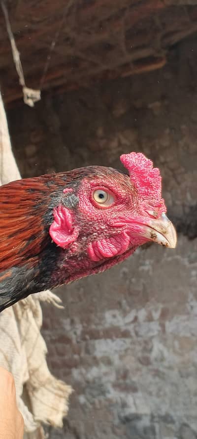 2 aseel murga for sale pure aseel mianwali murga