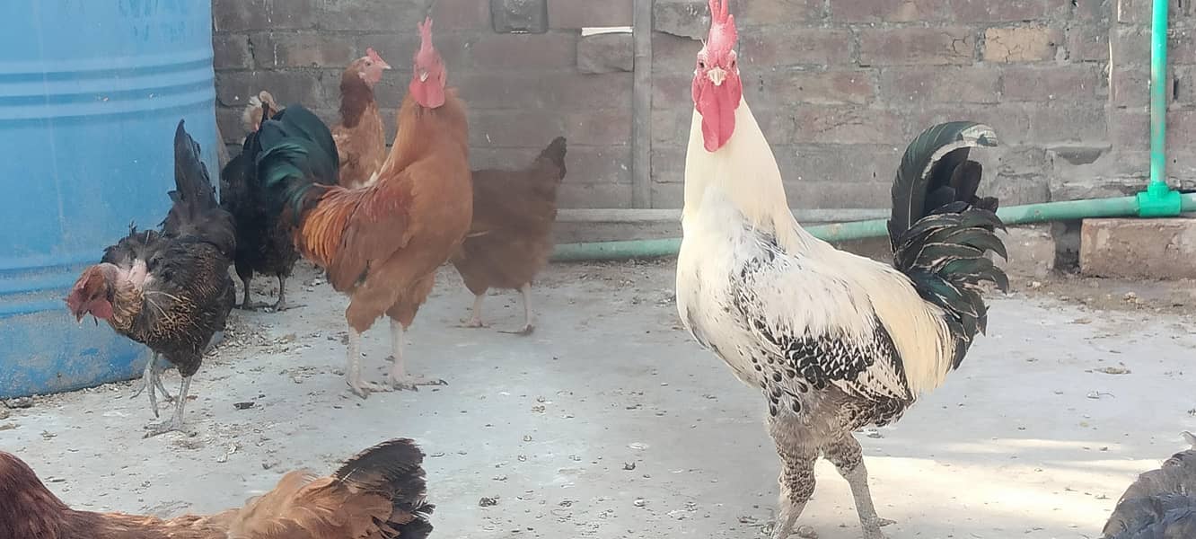 دیسی مرغیاں اور مرغے 1