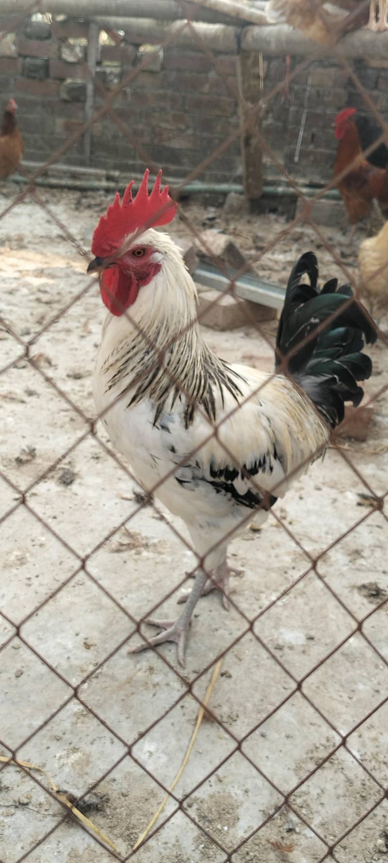 دیسی مرغیاں اور مرغے 6