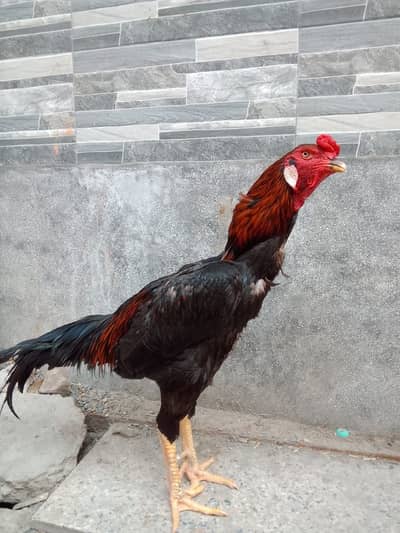 Pure shamo murga