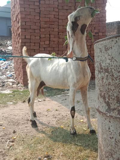 Beautiful Goats with baby female Brown 2 months