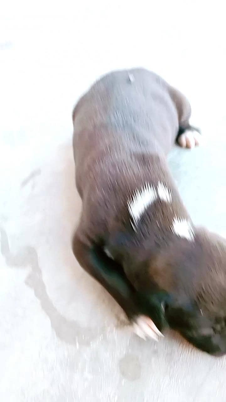 labrador 0