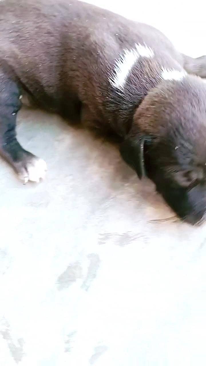 labrador 1