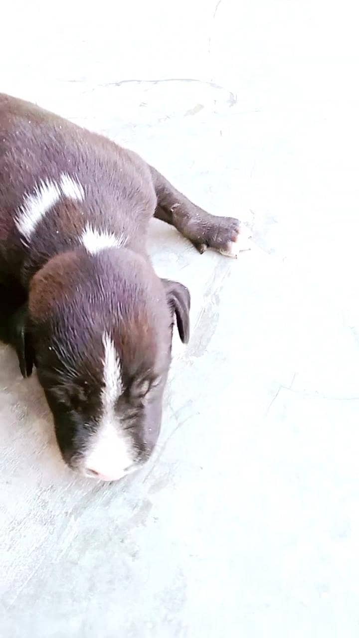 labrador 2