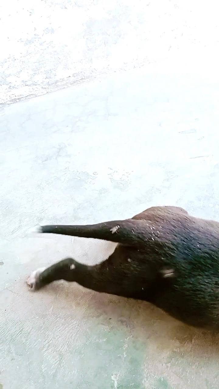 labrador 3