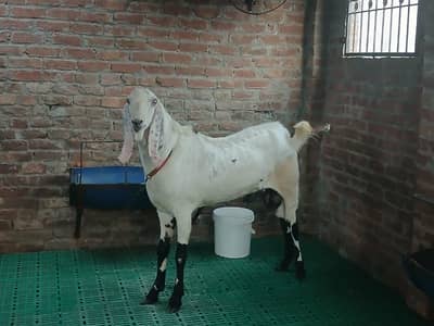 Qurbani baqra