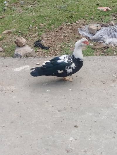 duck egg da Rahi hay pyari duck hay soch loo