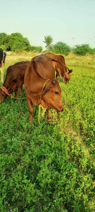 cows sahiwal cras