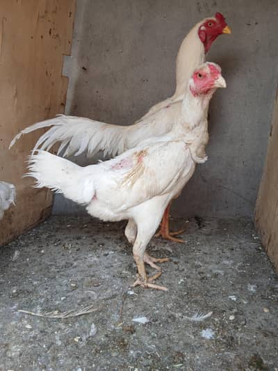 Trio  | Selling at cheap price | Aseel Shamo 1 cock & 2 | 0302/4693187