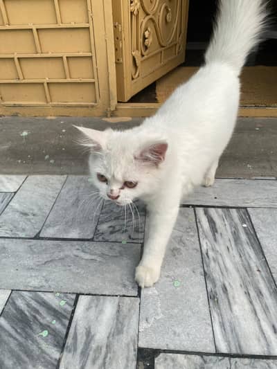Cat for Sale