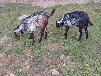 Makhi Cheeni Jora For Sale