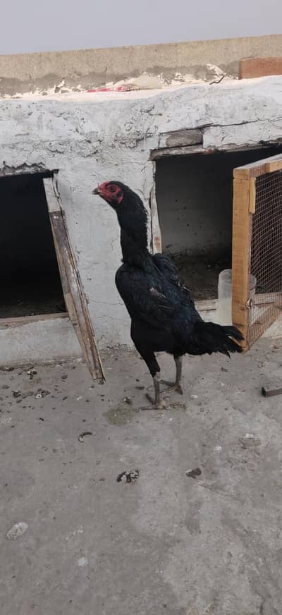 panus pakoya female black nok nali black eyes