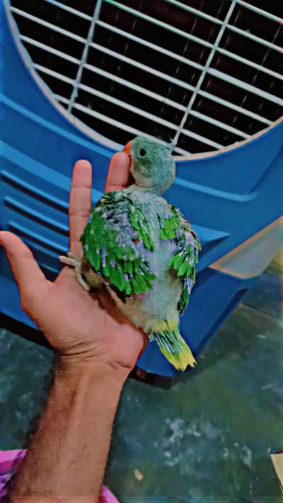 raw chicks for sale