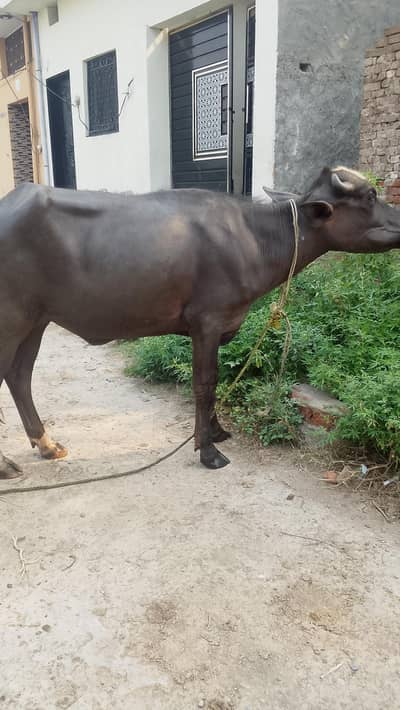 jhoti for qurbani